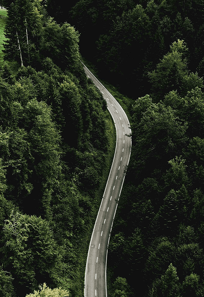 road-forest